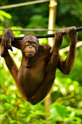 palm oil is causing this majestic primate to lose their home and family and lowering their population.: by my-scholarship-entry12, Views[286]