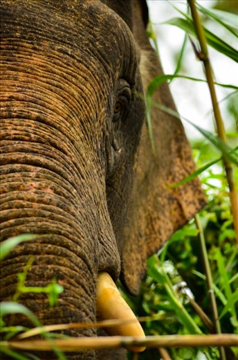 This free roaming elephant living in the little rainforest left in Borneo due to the destruction.