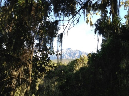 Back in the jungle at the bottom of Kilimanjaro we have one last look back at where we were!
