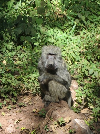 Immediately upon entering the park we come across a troop of baboons!!