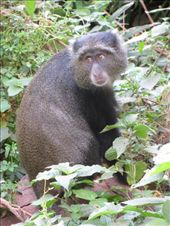 Blue Monkey: by my_year_of_yes, Views[125]