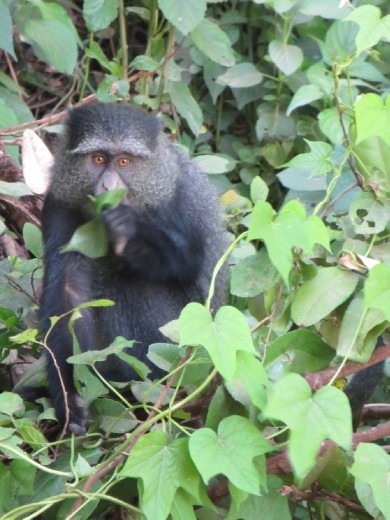 This Blue Monkey was so human like as he was eating!
