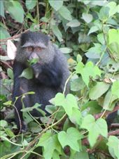 This Blue Monkey was so human like as he was eating!: by my_year_of_yes, Views[193]