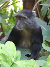 Blue Monkey: by my_year_of_yes, Views[200]