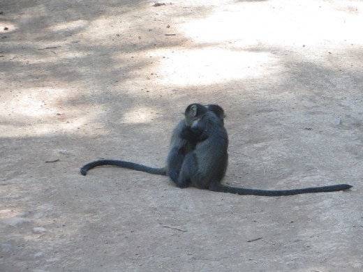 Baby Blue Monkeys playing in the road. I could have watched them all day!  If only we all could live so carefree and be that silly! :-)