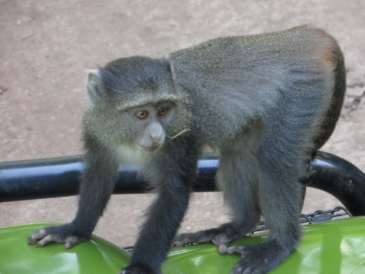 Blue Monkeys climbing on our Land Rover!