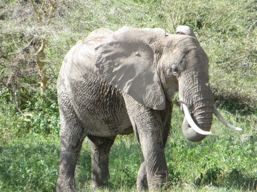 Our first Elephant sighting!