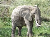 Our first Elephant sighting!: by my_year_of_yes, Views[174]