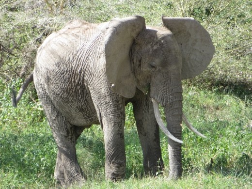 Watching and hearing them fan their large ears back and forth was intense!