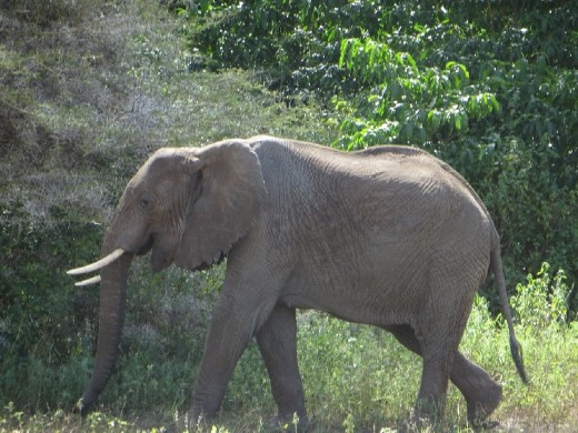 Baby following Mama around!