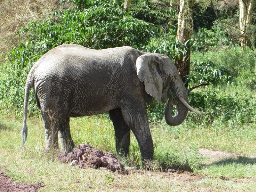 Big Elephant crossing right in front of us. They are huge but yet so graceful!