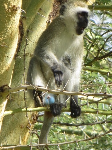 Velvet Monkey sitting in an Acacia Tree ... yes, the boys really do have bright blue balls!