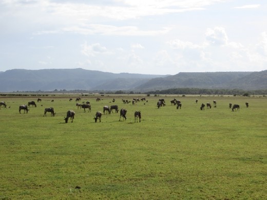 Our first Wildebeest sighting.