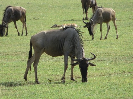 Wildebeest up close!