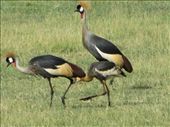 Family of Crown Cranes ... very similar to our Sandhill Cranes in Florida, well, except for the crown!: by my_year_of_yes, Views[147]
