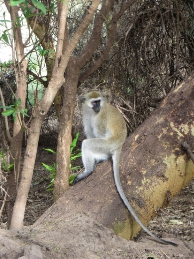 Another Velvet Monkey