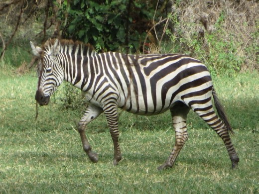 First Zebra sighting.