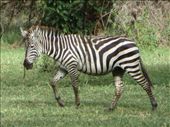 First Zebra sighting.: by my_year_of_yes, Views[155]