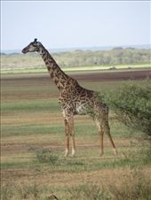 Our first giraffe!: by my_year_of_yes, Views[176]