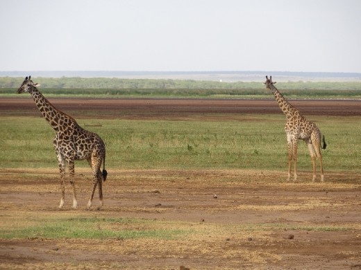 Each giraffe is like a snowflake with its own unique pattern!