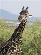 Isn't his coloring gorgeous?!? I wanted so badly to reach out an pet him!: by my_year_of_yes, Views[152]