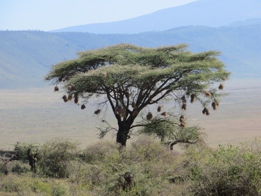 Weaver nests in the Acacia trees ... hard for predators to get to them because of the thorns in the trees!