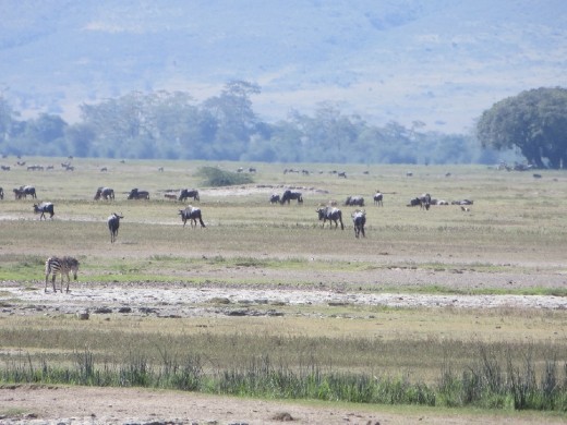 Our first view of the vast amounts of animals inside the crater!