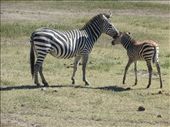 Mama and baby zebra: by my_year_of_yes, Views[158]