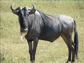 Lots and lots of wildebeest ... although the animals in this area do not migrate as there is plenty of water in the crater.: by my_year_of_yes, Views[182]