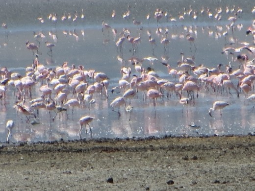 Flamingos!  There are many salt water lakes in Tanzania. The flamingos are pretty safe because not too many predators live or will enter the salt water lakes. 
