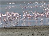 Flamingos!  There are many salt water lakes in Tanzania. The flamingos are pretty safe because not too many predators live or will enter the salt water lakes. : by my_year_of_yes, Views[327]