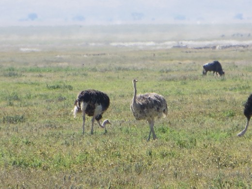 Ostriches!