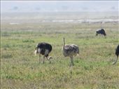 Ostriches!: by my_year_of_yes, Views[148]