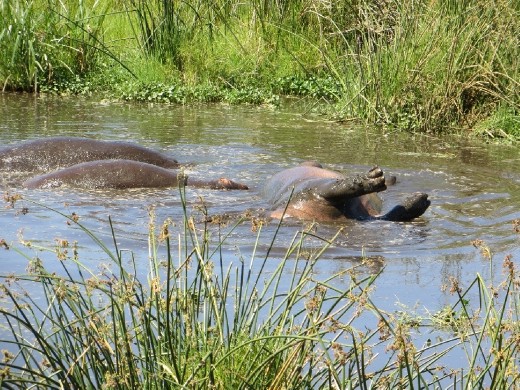 Hippo rolling over