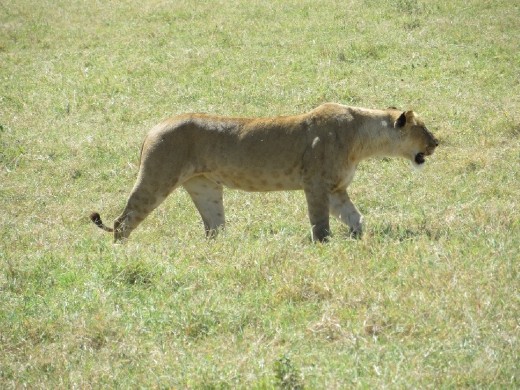 We came across a group of 6 lionesses and 1 young male lion.  They were sauntering across the plain coming closer and closer to us!