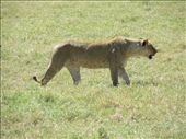 We came across a group of 6 lionesses and 1 young male lion.  They were sauntering across the plain coming closer and closer to us!: by my_year_of_yes, Views[174]