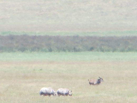 On the other side of the road our guide spotted 2 rhinos!  Unfortunately, we never got much closer to any rhinos, but they were interesting to watch through the binoculars.