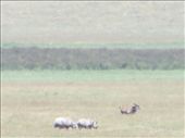 On the other side of the road our guide spotted 2 rhinos!  Unfortunately, we never got much closer to any rhinos, but they were interesting to watch through the binoculars.: by my_year_of_yes, Views[163]