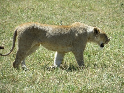 Back to the lions ... they are getting closer!