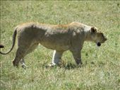 Back to the lions ... they are getting closer!: by my_year_of_yes, Views[269]
