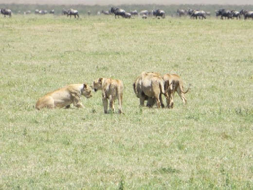 On the other side of the road, Joseph spots another group of lions... This time 2 males and 5 females.