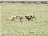 On the other side of the road, Joseph spots another group of lions... This time 2 males and 5 females.: by my_year_of_yes, Views[111]