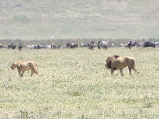 It is very rare for 2 male lions to live together. Joseph said they must have been brothers from the same litter that grew up together.