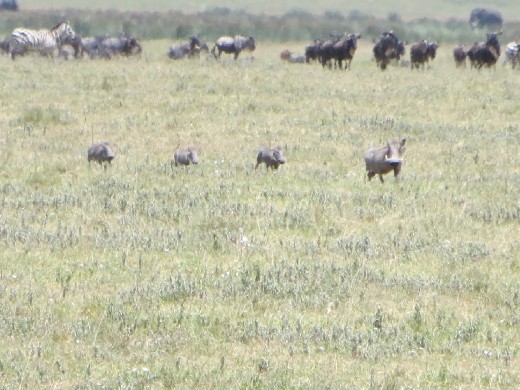 Notice the animals in the background not even stressing that the lions are near.  Joseph said this is because lions do not usually hunt in the heat of the day because it expends too much energy.