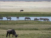 Animals hanging out around a lake inside the crater.: by my_year_of_yes, Views[154]