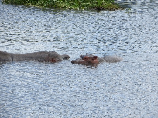 After eating lunch we got a closer look at the hippos! Here is a mama and her baby. WE actually got to see her turn on her side and nurse the baby!