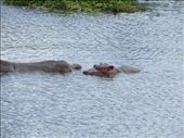After eating lunch we got a closer look at the hippos! Here is a mama and her baby. WE actually got to see her turn on her side and nurse the baby!: by my_year_of_yes, Views[190]