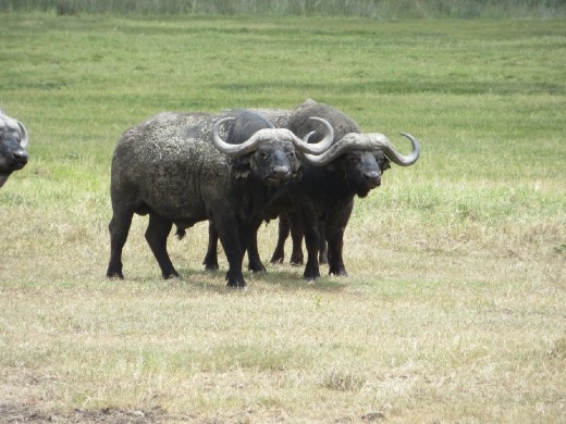 Buffalo