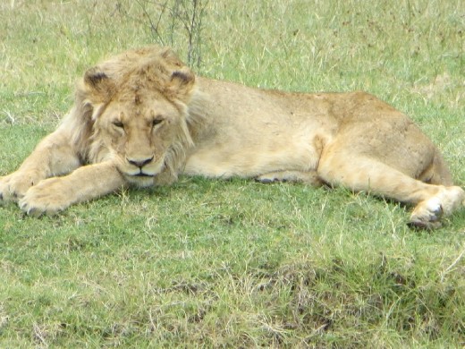On our way back out of the crater, we got another great view of the young male lion resting!
