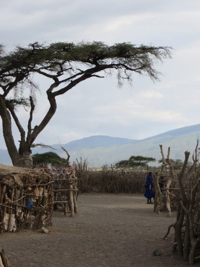 The view looking into the village. The bramble around the outside helps to keep animals like lions outside of their village.